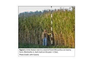 Figure 1. Emily Heaton next to a stand of Giant Miscanthus on Caveny Farm, Monticello, IL. Each mark on the post = 1 foot.  Photo Credit: John Caveny 