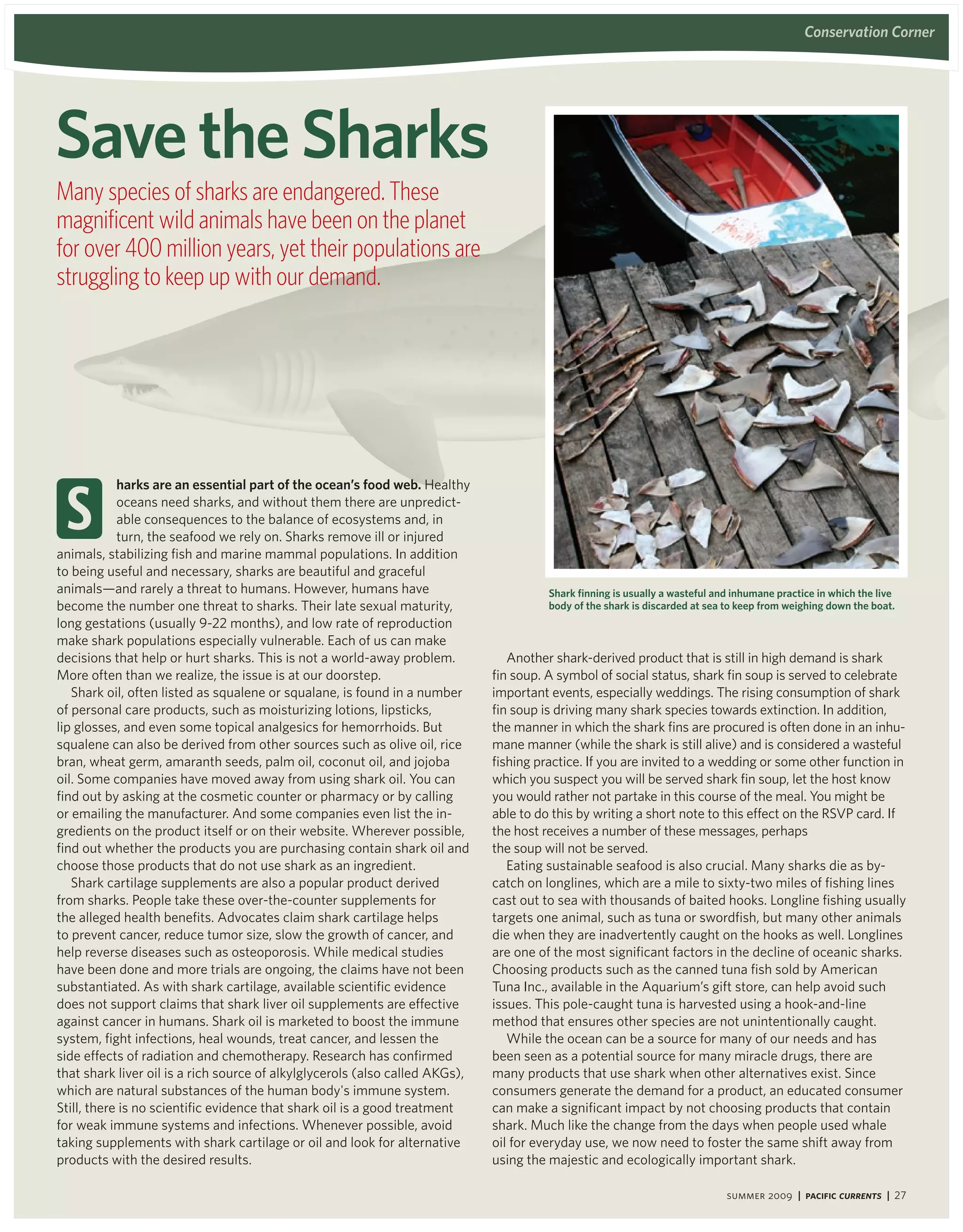 conservation corner




Save the Sharks
Many species of sharks are endangered. These
magnificent wild animals have been on the planet
for over 400 million years, yet their populations are
struggling to keep up with our demand.




 s
            harks are an essential part of the ocean’s food web. Healthy
            oceans need sharks, and without them there are unpredict-
            able consequences to the balance of ecosystems and, in
            turn, the seafood we rely on. Sharks remove ill or injured
animals, stabilizing fish and marine mammal populations. In addition
to being useful and necessary, sharks are beautiful and graceful
animals—and rarely a threat to humans. However, humans have                             Shark finning is usually a wasteful and inhumane practice in which the live
become the number one threat to sharks. Their late sexual maturity,                     body of the shark is discarded at sea to keep from weighing down the boat.
long gestations (usually 9-22 months), and low rate of reproduction
make shark populations especially vulnerable. Each of us can make
decisions that help or hurt sharks. This is not a world-away problem.            Another shark-derived product that is still in high demand is shark
More often than we realize, the issue is at our doorstep.                     fin soup. A symbol of social status, shark fin soup is served to celebrate
   Shark oil, often listed as squalene or squalane, is found in a number      important events, especially weddings. The rising consumption of shark
of personal care products, such as moisturizing lotions, lipsticks,           fin soup is driving many shark species towards extinction. In addition,
lip glosses, and even some topical analgesics for hemorrhoids. But            the manner in which the shark fins are procured is often done in an inhu-
squalene can also be derived from other sources such as olive oil, rice       mane manner (while the shark is still alive) and is considered a wasteful
bran, wheat germ, amaranth seeds, palm oil, coconut oil, and jojoba           fishing practice. If you are invited to a wedding or some other function in
oil. Some companies have moved away from using shark oil. You can             which you suspect you will be served shark fin soup, let the host know
find out by asking at the cosmetic counter or pharmacy or by calling          you would rather not partake in this course of the meal. You might be
or emailing the manufacturer. And some companies even list the in-            able to do this by writing a short note to this effect on the RSVP card. If
gredients on the product itself or on their website. Wherever possible,       the host receives a number of these messages, perhaps
find out whether the products you are purchasing contain shark oil and        the soup will not be served.
choose those products that do not use shark as an ingredient.                    Eating sustainable seafood is also crucial. Many sharks die as by-
   Shark cartilage supplements are also a popular product derived             catch on longlines, which are a mile to sixty-two miles of fishing lines
from sharks. People take these over-the-counter supplements for               cast out to sea with thousands of baited hooks. Longline fishing usually
the alleged health benefits. Advocates claim shark cartilage helps            targets one animal, such as tuna or swordfish, but many other animals
to prevent cancer, reduce tumor size, slow the growth of cancer, and          die when they are inadvertently caught on the hooks as well. Longlines
help reverse diseases such as osteoporosis. While medical studies             are one of the most significant factors in the decline of oceanic sharks.
have been done and more trials are ongoing, the claims have not been          Choosing products such as the canned tuna fish sold by American
substantiated. As with shark cartilage, available scientific evidence         Tuna Inc., available in the Aquarium’s gift store, can help avoid such
does not support claims that shark liver oil supplements are effective        issues. This pole-caught tuna is harvested using a hook-and-line
against cancer in humans. Shark oil is marketed to boost the immune           method that ensures other species are not unintentionally caught.
system, fight infections, heal wounds, treat cancer, and lessen the              While the ocean can be a source for many of our needs and has
side effects of radiation and chemotherapy. Research has confirmed            been seen as a potential source for many miracle drugs, there are
that shark liver oil is a rich source of alkylglycerols (also called AKGs),   many products that use shark when other alternatives exist. Since
which are natural substances of the human body's immune system.               consumers generate the demand for a product, an educated consumer
Still, there is no scientific evidence that shark oil is a good treatment     can make a significant impact by not choosing products that contain
for weak immune systems and infections. Whenever possible, avoid              shark. Much like the change from the days when people used whale
taking supplements with shark cartilage or oil and look for alternative       oil for everyday use, we now need to foster the same shift away from
products with the desired results.                                            using the majestic and ecologically important shark.

                                                                                                                              summer 2009 | Pacific Currents | 27
 