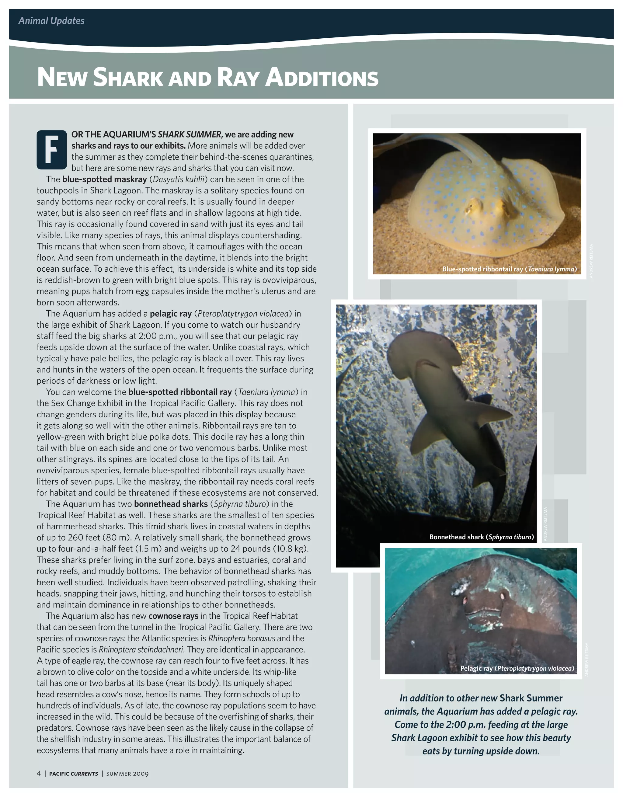 animal updates
aquarium updates




   new shark and ray additions

     F
              or the aqUariUM’S Shark Summer, we are adding new
              sharks and rays to our exhibits. More animals will be added over
              the summer as they complete their behind-the-scenes quarantines,
              but here are some new rays and sharks that you can visit now.
       The blue-spotted maskray (Dasyatis kuhlii) can be seen in one of the
   touchpools in Shark Lagoon. The maskray is a solitary species found on
   sandy bottoms near rocky or coral reefs. It is usually found in deeper
   water, but is also seen on reef flats and in shallow lagoons at high tide.
   This ray is occasionally found covered in sand with just its eyes and tail
   visible. Like many species of rays, this animal displays countershading.
   This means that when seen from above, it camouflages with the ocean




                                                                                                                                                                  ANdRew ReitsmA
   floor. And seen from underneath in the daytime, it blends into the bright
   ocean surface. To achieve this effect, its underside is white and its top side                   Blue-spotted ribbontail ray (taeniura lymma)
   is reddish-brown to green with bright blue spots. This ray is ovoviviparous,
   meaning pups hatch from egg capsules inside the mother's uterus and are
   born soon afterwards.
       The Aquarium has added a pelagic ray (Pteroplatytrygon violacea) in
   the large exhibit of Shark Lagoon. If you come to watch our husbandry
   staff feed the big sharks at 2:00 p.m., you will see that our pelagic ray
   feeds upside down at the surface of the water. Unlike coastal rays, which
   typically have pale bellies, the pelagic ray is black all over. This ray lives
   and hunts in the waters of the open ocean. It frequents the surface during
   periods of darkness or low light.
       You can welcome the blue-spotted ribbontail ray (taeniura lymma) in
   the Sex Change Exhibit in the Tropical Pacific Gallery. This ray does not
   change genders during its life, but was placed in this display because
   it gets along so well with the other animals. Ribbontail rays are tan to
   yellow-green with bright blue polka dots. This docile ray has a long thin
   tail with blue on each side and one or two venomous barbs. Unlike most
   other stingrays, its spines are located close to the tips of its tail. An
   ovoviviparous species, female blue-spotted ribbontail rays usually have
   litters of seven pups. Like the maskray, the ribbontail ray needs coral reefs
   for habitat and could be threatened if these ecosystems are not conserved.
       The Aquarium has two bonnethead sharks (Sphyrna tiburo) in the



                                                                                                                                     ANdRew ReitsmA
   Tropical Reef Habitat as well. These sharks are the smallest of ten species
   of hammerhead sharks. This timid shark lives in coastal waters in depths
   of up to 260 feet (80 m). A relatively small shark, the bonnethead grows                     Bonnethead shark (Sphyrna tiburo)
   up to four-and-a-half feet (1.5 m) and weighs up to 24 pounds (10.8 kg).
   These sharks prefer living in the surf zone, bays and estuaries, coral and
   rocky reefs, and muddy bottoms. The behavior of bonnethead sharks has
   been well studied. Individuals have been observed patrolling, shaking their
   heads, snapping their jaws, hitting, and hunching their torsos to establish
   and maintain dominance in relationships to other bonnetheads.
       The Aquarium also has new cownose rays in the Tropical Reef Habitat
   that can be seen from the tunnel in the Tropical Pacific Gallery. There are two
   species of cownose rays: the Atlantic species is rhinoptera bonasus and the
                                                                                                                                                      ANdRew ReitsmA




   Pacific species is rhinoptera steindachneri. They are identical in appearance.
   A type of eagle ray, the cownose ray can reach four to five feet across. It has
                                                                                                         Pelagic ray (Pteroplatytrygon violacea)
   a brown to olive color on the topside and a white underside. Its whip-like
   tail has one or two barbs at its base (near its body). Its uniquely shaped
   head resembles a cow’s nose, hence its name. They form schools of up to               in addition to other new Shark Summer
   hundreds of individuals. As of late, the cownose ray populations seem to have
   increased in the wild. This could be because of the overfishing of sharks, their
                                                                                      animals, the aquarium has added a pelagic ray.
   predators. Cownose rays have been seen as the likely cause in the collapse of        come to the 2:00 p.m. feeding at the large
   the shellfish industry in some areas. This illustrates the important balance of     Shark Lagoon exhibit to see how this beauty
   ecosystems that many animals have a role in maintaining.                                    eats by turning upside down.

   4 | Pacific Currents | summer 2009
 