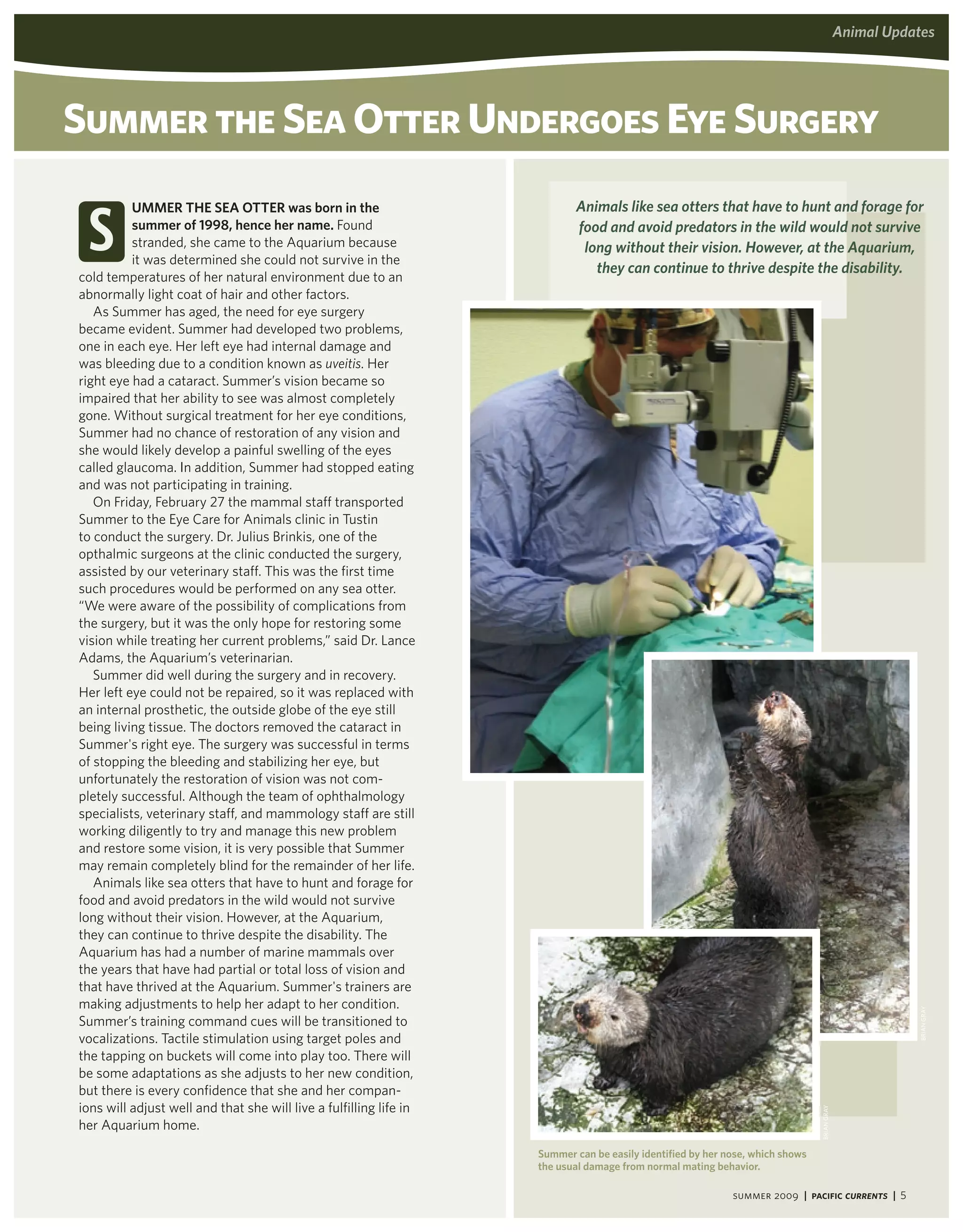 aquarium updates
                                                                                                                                 animal




summer the sea otter Undergoes Eye surgery

 s
          UMMer the Sea otter was born in the                              animals like sea otters that have to hunt and forage for
          summer of 1998, hence her name. Found                            food and avoid predators in the wild would not survive
          stranded, she came to the Aquarium because                        long without their vision. however, at the aquarium,
          it was determined she could not survive in the
                                                                              they can continue to thrive despite the disability.
cold temperatures of her natural environment due to an
abnormally light coat of hair and other factors.
   As Summer has aged, the need for eye surgery
became evident. Summer had developed two problems,
one in each eye. Her left eye had internal damage and
was bleeding due to a condition known as uveitis. Her
right eye had a cataract. Summer’s vision became so
impaired that her ability to see was almost completely
gone. Without surgical treatment for her eye conditions,
Summer had no chance of restoration of any vision and
she would likely develop a painful swelling of the eyes
called glaucoma. In addition, Summer had stopped eating
and was not participating in training.
   On Friday, February 27 the mammal staff transported
Summer to the Eye Care for Animals clinic in Tustin
to conduct the surgery. Dr. Julius Brinkis, one of the
opthalmic surgeons at the clinic conducted the surgery,
assisted by our veterinary staff. This was the first time
such procedures would be performed on any sea otter.
“We were aware of the possibility of complications from
the surgery, but it was the only hope for restoring some
vision while treating her current problems,” said Dr. Lance
Adams, the Aquarium’s veterinarian.
   Summer did well during the surgery and in recovery.
Her left eye could not be repaired, so it was replaced with
an internal prosthetic, the outside globe of the eye still
being living tissue. The doctors removed the cataract in
Summer's right eye. The surgery was successful in terms
of stopping the bleeding and stabilizing her eye, but
unfortunately the restoration of vision was not com-
pletely successful. Although the team of ophthalmology
specialists, veterinary staff, and mammology staff are still
working diligently to try and manage this new problem
and restore some vision, it is very possible that Summer
may remain completely blind for the remainder of her life.
   Animals like sea otters that have to hunt and forage for
food and avoid predators in the wild would not survive
long without their vision. However, at the Aquarium,
they can continue to thrive despite the disability. The
Aquarium has had a number of marine mammals over
the years that have had partial or total loss of vision and
that have thrived at the Aquarium. Summer's trainers are
making adjustments to help her adapt to her condition.
                                                                                                                                                 BRiAN GRAy




Summer’s training command cues will be transitioned to
vocalizations. Tactile stimulation using target poles and
the tapping on buckets will come into play too. There will
be some adaptations as she adjusts to her new condition,
but there is every confidence that she and her compan-
ions will adjust well and that she will live a fulfilling life in
                                                                                                                                BRiAN GRAy




her Aquarium home.
                                                                    Summer can be easily identified by her nose, which shows
                                                                    the usual damage from normal mating behavior.

                                                                                                            summer 2009 | Pacific Currents | 5
 