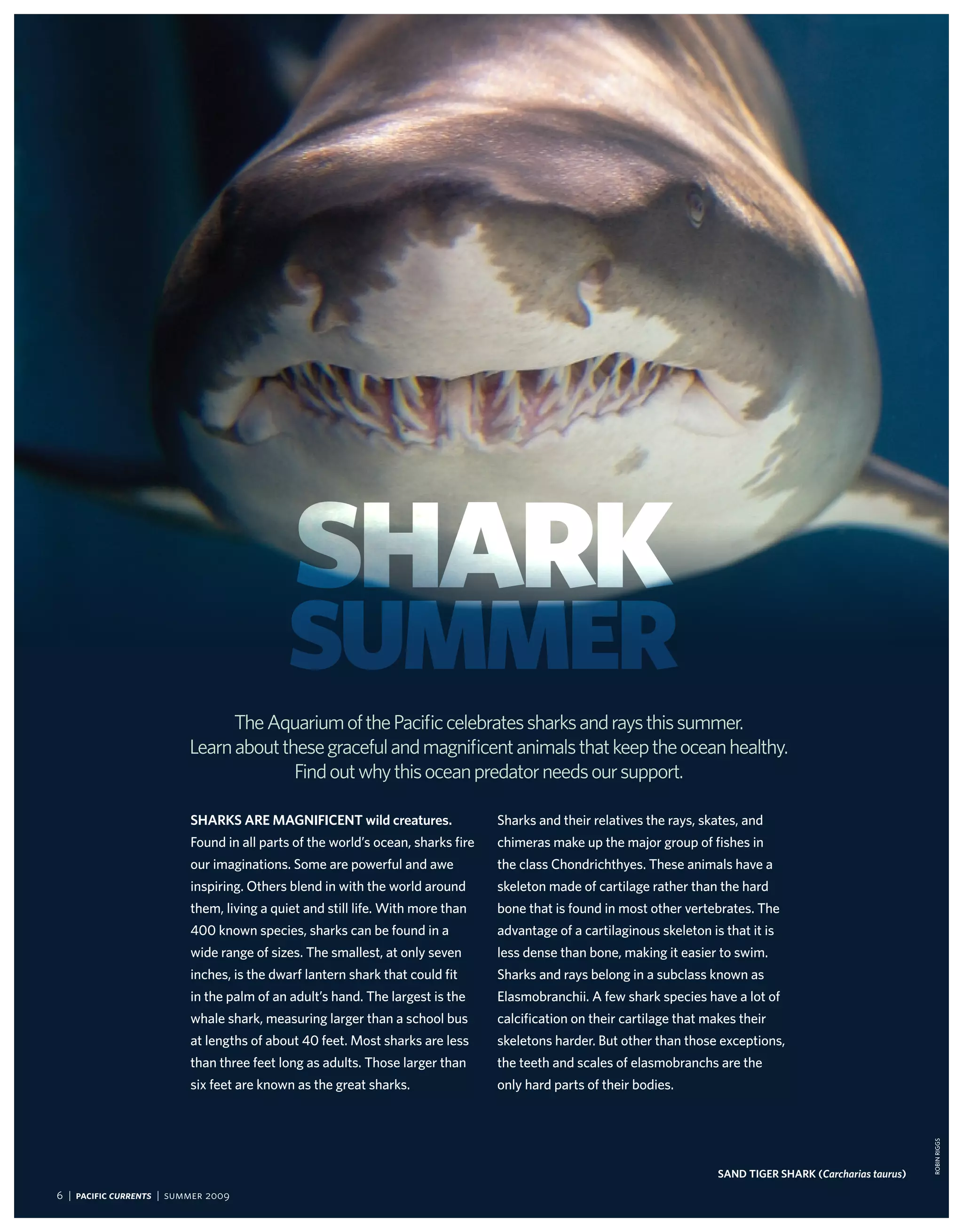 Shark
                                           Summer
                                The Aquarium of the Pacific celebrates sharks and rays this summer.
                          Learn about these graceful and magnificent animals that keep the ocean healthy.
                                        Find out why this ocean predator needs our support.

                          SharKS are MagniFiCent wild creatures.                 sharks and their relatives the rays, skates, and
                          found in all parts of the world’s ocean, sharks fire   chimeras make up the major group of fishes in
                          our imaginations. some are powerful and awe            the class chondrichthyes. these animals have a
                          inspiring. others blend in with the world around       skeleton made of cartilage rather than the hard
                          them, living a quiet and still life. with more than    bone that is found in most other vertebrates. the
                          400 known species, sharks can be found in a            advantage of a cartilaginous skeleton is that it is
                          wide range of sizes. the smallest, at only seven       less dense than bone, making it easier to swim.
                          inches, is the dwarf lantern shark that could fit      sharks and rays belong in a subclass known as
                          in the palm of an adult’s hand. the largest is the     elasmobranchii. A few shark species have a lot of
                          whale shark, measuring larger than a school bus        calcification on their cartilage that makes their
                          at lengths of about 40 feet. most sharks are less      skeletons harder. But other than those exceptions,
                          than three feet long as adults. those larger than      the teeth and scales of elasmobranchs are the
                          six feet are known as the great sharks.                only hard parts of their bodies.
                                                                                                                                                                RoBiN RiGGs




                                                                                                                         Sand tiger SharK (carcharias taurus)
6 | Pacific Currents | summer 2009
 