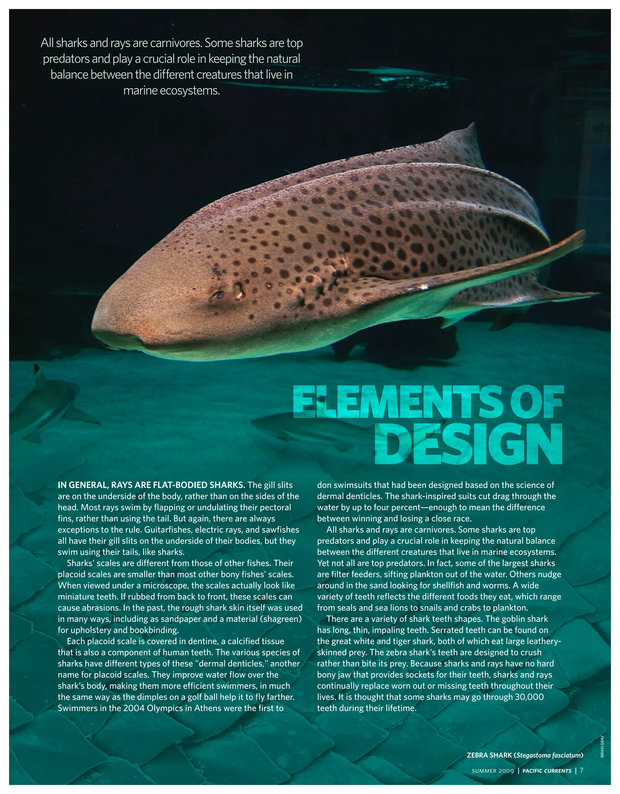 All sharks and rays are carnivores. Some sharks are top
predators and play a crucial role in keeping the natural
  balance between the different creatures that live in
                  marine ecosystems.




                                                                   ElEmEnts of
   in general, rayS are Flat-Bodied SharKS. the gill slits
                                                                                         DEsign
                                                                          don swimsuits that had been designed based on the science of
   are on the underside of the body, rather than on the sides of the      dermal denticles. the shark-inspired suits cut drag through the
   head. most rays swim by flapping or undulating their pectoral          water by up to four percent—enough to mean the difference
   fins, rather than using the tail. But again, there are always          between winning and losing a close race.
   exceptions to the rule. Guitarfishes, electric rays, and sawfishes        All sharks and rays are carnivores. some sharks are top
   all have their gill slits on the underside of their bodies, but they   predators and play a crucial role in keeping the natural balance
   swim using their tails, like sharks.                                   between the different creatures that live in marine ecosystems.
      sharks’ scales are different from those of other fishes. their      yet not all are top predators. in fact, some of the largest sharks
   placoid scales are smaller than most other bony fishes’ scales.        are filter feeders, sifting plankton out of the water. others nudge
   when viewed under a microscope, the scales actually look like          around in the sand looking for shellfish and worms. A wide
   miniature teeth. if rubbed from back to front, these scales can        variety of teeth reflects the different foods they eat, which range
   cause abrasions. in the past, the rough shark skin itself was used     from seals and sea lions to snails and crabs to plankton.
   in many ways, including as sandpaper and a material (shagreen)            there are a variety of shark teeth shapes. the goblin shark
   for upholstery and bookbinding.                                        has long, thin, impaling teeth. serrated teeth can be found on
      each placoid scale is covered in dentine, a calcified tissue        the great white and tiger shark, both of which eat large leathery-
   that is also a component of human teeth. the various species of        skinned prey. the zebra shark’s teeth are designed to crush
   sharks have different types of these "dermal denticles," another       rather than bite its prey. Because sharks and rays have no hard
   name for placoid scales. they improve water flow over the              bony jaw that provides sockets for their teeth, sharks and rays
   shark’s body, making them more efficient swimmers, in much             continually replace worn out or missing teeth throughout their
   the same way as the dimples on a golf ball help it to fly farther.     lives. it is thought that some sharks may go through 30,000
   swimmers in the 2004 olympics in Athens were the first to              teeth during their lifetime.
                                                                                                                                                         BRiAN GRAy




                                                                                                                   zeBra SharK (Stegastoma fasciatum)

                                                                                                                    summer 2009 | Pacific Currents | 7
 