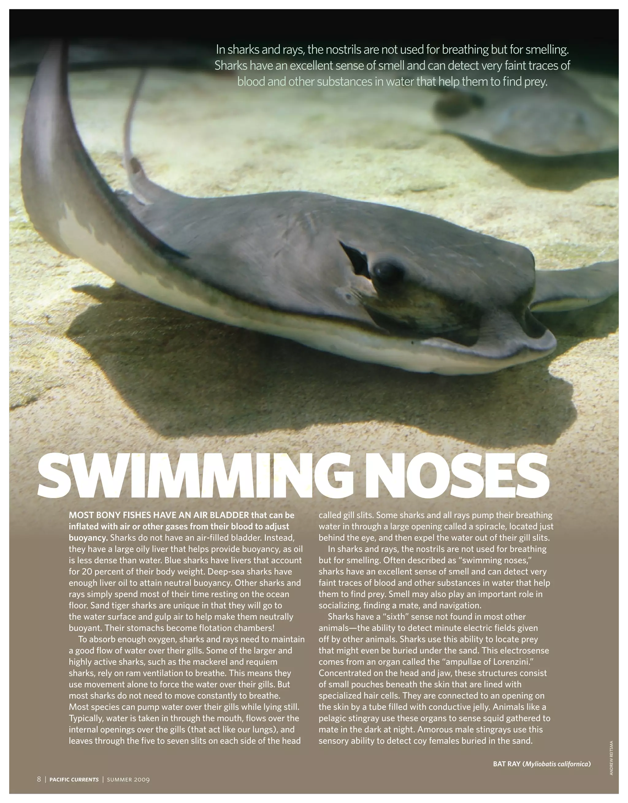 In sharks and rays, the nostrils are not used for breathing but for smelling.
                                                Sharks have an excellent sense of smell and can detect very faint traces of
                                                     blood and other substances in water that help them to find prey.




Swimming noSeS
         MoSt Bony FiSheS have an air Bladder that can be
         inflated with air or other gases from their blood to adjust
                                                                            called gill slits. some sharks and all rays pump their breathing
                                                                            water in through a large opening called a spiracle, located just
         buoyancy. sharks do not have an air-filled bladder. instead,       behind the eye, and then expel the water out of their gill slits.
         they have a large oily liver that helps provide buoyancy, as oil      in sharks and rays, the nostrils are not used for breathing
         is less dense than water. Blue sharks have livers that account     but for smelling. often described as “swimming noses,”
         for 20 percent of their body weight. deep-sea sharks have          sharks have an excellent sense of smell and can detect very
         enough liver oil to attain neutral buoyancy. other sharks and      faint traces of blood and other substances in water that help
         rays simply spend most of their time resting on the ocean          them to find prey. smell may also play an important role in
         floor. sand tiger sharks are unique in that they will go to        socializing, finding a mate, and navigation.
         the water surface and gulp air to help make them neutrally            sharks have a “sixth” sense not found in most other
         buoyant. their stomachs become flotation chambers!                 animals—the ability to detect minute electric fields given
            to absorb enough oxygen, sharks and rays need to maintain       off by other animals. sharks use this ability to locate prey
         a good flow of water over their gills. some of the larger and      that might even be buried under the sand. this electrosense
         highly active sharks, such as the mackerel and requiem             comes from an organ called the “ampullae of Lorenzini.”
         sharks, rely on ram ventilation to breathe. this means they        concentrated on the head and jaw, these structures consist
         use movement alone to force the water over their gills. But        of small pouches beneath the skin that are lined with
         most sharks do not need to move constantly to breathe.             specialized hair cells. they are connected to an opening on
         most species can pump water over their gills while lying still.    the skin by a tube filled with conductive jelly. Animals like a
         typically, water is taken in through the mouth, flows over the     pelagic stingray use these organs to sense squid gathered to
         internal openings over the gills (that act like our lungs), and    mate in the dark at night. Amorous male stingrays use this
         leaves through the five to seven slits on each side of the head    sensory ability to detect coy females buried in the sand.
                                                                                                                                                               ANdRew ReitsmA




                                                                                                                            Bat ray (myliobatis californica)

8 | Pacific Currents | summer 2009
 