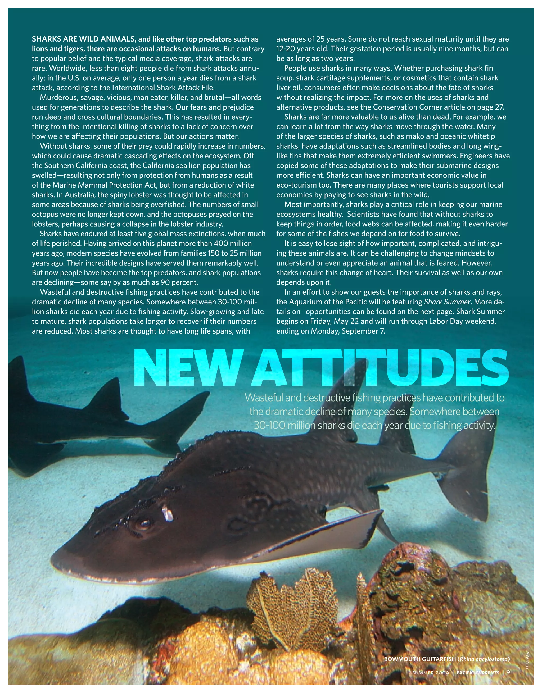 SharKS are wild aniMalS, and like other top predators such as              averages of 25 years. some do not reach sexual maturity until they are
lions and tigers, there are occasional attacks on humans. But contrary     12-20 years old. their gestation period is usually nine months, but can
to popular belief and the typical media coverage, shark attacks are        be as long as two years.
rare. worldwide, less than eight people die from shark attacks annu-          people use sharks in many ways. whether purchasing shark fin
ally; in the u.s. on average, only one person a year dies from a shark     soup, shark cartilage supplements, or cosmetics that contain shark
attack, according to the international shark Attack file.                  liver oil, consumers often make decisions about the fate of sharks
   murderous, savage, vicious, man eater, killer, and brutal—all words     without realizing the impact. for more on the uses of sharks and
used for generations to describe the shark. our fears and prejudice        alternative products, see the conservation corner article on page 27.
run deep and cross cultural boundaries. this has resulted in every-           sharks are far more valuable to us alive than dead. for example, we
thing from the intentional killing of sharks to a lack of concern over     can learn a lot from the way sharks move through the water. many
how we are affecting their populations. But our actions matter.            of the larger species of sharks, such as mako and oceanic whitetip
   without sharks, some of their prey could rapidly increase in numbers,   sharks, have adaptations such as streamlined bodies and long wing-
which could cause dramatic cascading effects on the ecosystem. off         like fins that make them extremely efficient swimmers. engineers have
the southern california coast, the california sea lion population has      copied some of these adaptations to make their submarine designs
swelled—resulting not only from protection from humans as a result         more efficient. sharks can have an important economic value in
of the marine mammal protection Act, but from a reduction of white         eco-tourism too. there are many places where tourists support local
sharks. in Australia, the spiny lobster was thought to be affected in      economies by paying to see sharks in the wild.
some areas because of sharks being overfished. the numbers of small           most importantly, sharks play a critical role in keeping our marine
octopus were no longer kept down, and the octopuses preyed on the          ecosystems healthy. scientists have found that without sharks to
lobsters, perhaps causing a collapse in the lobster industry.              keep things in order, food webs can be affected, making it even harder
   sharks have endured at least five global mass extinctions, when much    for some of the fishes we depend on for food to survive.
of life perished. Having arrived on this planet more than 400 million         it is easy to lose sight of how important, complicated, and intrigu-
years ago, modern species have evolved from families 150 to 25 million     ing these animals are. it can be challenging to change mindsets to
years ago. their incredible designs have served them remarkably well.      understand or even appreciate an animal that is feared. However,
But now people have become the top predators, and shark populations        sharks require this change of heart. their survival as well as our own
are declining—some say by as much as 90 percent.                           depends upon it.
   wasteful and destructive fishing practices have contributed to the         in an effort to show our guests the importance of sharks and rays,
dramatic decline of many species. somewhere between 30-100 mil-            the Aquarium of the pacific will be featuring Shark Summer. more de-
lion sharks die each year due to fishing activity. slow-growing and late   tails on opportunities can be found on the next page. shark summer
to mature, shark populations take longer to recover if their numbers       begins on friday, may 22 and will run through Labor day weekend,
are reduced. most sharks are thought to have long life spans, with         ending on monday, september 7.




                              New Attitudes                      Wasteful and destructive fishing practices have contributed to
                                                                 the dramatic decline of many species. Somewhere between
                                                                  30-100 million sharks die each year due to fishing activity.




                                                                                                                                                         BRiAN GRAy




                                                                                                           BowMoUth gUitarFiSh (rhina ancylostoma)

                                                                                                                    summer 2009 | Pacific Currents | 9
 