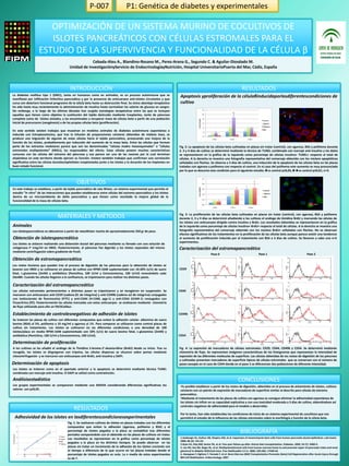 P-007 P1: Genética de diabetes y experimentales RESULTADOS Apoptosis yproliferación de la célulaβinducidaporlasdiferentescondiciones de cultivo Fig. 2: La apoptosis de las células beta cultivadas en placas sin tratar (control), con agarosa, BSA y polihema durante  2, 3 y 4 días de cultivo se determinó mediante la técnica de TUNEL combinada con marcaje anti-insulina y los datos se representaron en la gráfica de la izquierda como porcentaje de células insulina+ TUNEL+ respecto al total de células. A la derecha se muestra una fotografía representativa del comarcaje obtenido con los núcleos apoptóticos señalados con flechas. Se observa a 3 días de cultivo, una inducción de la apoptosis de las células beta en las placas tratadas con agarosa y polihema con respecto al control. En el caso del polihema este aumento es muy pronunciado por lo que se descarta esta condición para el siguiente estudio.★vs control p≤0,05,★★vs control p≤0,01; n=3. Fig. 3: La proliferación de las células beta cultivadas en placas sin tratar (control), con agarosa, BSA y polihema durante 2, 3 y 4 días se determinó añadiendo a los cultivos el análogo de timidina BrdU y marcando las células de los islotes con anticuerpos dirigido contra insulina y BrdU. Los resultados obtenidos se representaron en la gráfica de la izquierda como porcentaje de células insulina+ BrdU+ respecto al total de células. A la derecha se muestra una fotografía representativa del comarcaje obtenido con los núcleos BrdU+ señalados con flechas. No se observan efectos significativos de los tratamientos en la proliferación de las células beta aunque parece existir una tendencia al aumento de proliferación inducida por el tratamiento con BSA a 3 días de cultivo. Se llevaron a cabo una n=5 experimentos. Caracterización del estromapancreático Fig. 4: La expresión de marcadores de células estromales: CD29, CD44, CD49b y CD54. Se determinó mediante citometría de flujo. Se representan imágenes características de los histogramas que representan la intensidad de expresión de las diferentes moléculas de superficie. Las células obtenidas de los restos de digestión de los páncreas y cultivadas presentan marcadores de superficie típicos de células estromales  que se conservan con el número de pases excepto en el caso de CD44 donde en el pase 2 se diferencian dos poblaciones de diferente intensidad. OPTIMIZACIÓN DE UN SISTEMA MURINO DE COCULTIVOS DE ISLOTES PANCREÁTICOS CON CÉLULAS ESTROMALES PARA EL ESTUDIO DE LA SUPERVIVENCIA Y FUNCIONALIDAD DE LA CÉLULA β Cebada-Aleu A., Blandino-Rosano M., Perez-Arana G., Segundo C. & Aguilar-Diosdado M. Unidad de InvestigaciónyServicio de EndocrinologíayNutrición, Hospital UniversitarioPuerta del Mar, Cádiz, España La diabetes mellitus tipo 1 (DM1), tanto en humanos como en animales, es un proceso autoinmune que se manifiesta por infiltración linfocítica pancreática y por la presencia de anticuerpos anti-islotes circulantes y que cursa con deterioro funcional progresivo de la célula beta hasta su destrucción final. Su único abordaje terapéutico ha sido hasta muy recientemente la administración de insulina hasta normalizar los valores de glucosa en sangre. Sin embargo, a lo largo de las últimas décadas han surgido estrategias terapéuticas entre las que se incluyen aquellas que tienen como objetivo la sustitución del tejido destruido mediante trasplantes, tanto de páncreas completo como de  islotes aislados, y las encaminadas a recuperar masa de células beta a partir de una población inicial de precursores (neogénesis) o de las propias células beta (proliferación).  En este sentido existen trabajos que muestran en modelos animales de diabetes autoinmune espontánea o inducida con Estreptozotozina, que tras la infusión de preparaciones celulares obtenidas de médula ósea, se produce una migración de algunas de estas células hacia el tejido pancreático, provocando una mejora de la función de los islotes, probablemente por inducción del aumento de la masa beta. Entre las células que forman parte de los extractos medulares parece que son las denominadas “células madre mesenquimales” o “células estromales multipotentes” (MSCs), las responsables del efecto. Estas células poseen muchas características comunes con las células del estroma del páncreas y esa parece ser una de las razones por la cual terminan alojándose en este territorio donde ejercen su función. Existen también trabajos que confirman una correlación significativa entre las células ductales/epiteliales trasplantadas junto a los islotes y la duración de los implantes en buen estado funcional. ★★ ★ En este trabajo se establece, a partir de tejido pancreático de rata Wistar, un sistema experimental que permita el estudio “in vitro” de las interacciones que pueden establecerse entre células del estroma pancreático y los islotes dentro de un microambiente de daño pancreático y que tienen como resultado la mejora global de la funcionalidad de la masa de células beta. Obtención de islotespancreático Animales Los islotes se aislaron realizando una distensión ductal del páncreas mediante su llenado con una solución de colagenasa P 1mg/ml en HBSS. Posteriormente, el páncreas fue digerido y los islotes separados del mismo mediante centrifugación sobre gradiente de Ficoll. Los islotespancreáticos se obtuvieron a partir de ratasWistar macho de aproximadamente 250 gr de peso. Pase 1 Pase 2 Pase 0 CD29 Caracterización del estromapancreático Las células estromales pertenecientes a distintos pases se tripsinizaron y se recogieron en suspensión. Se marcaron con anticuerpos anti-CD29 (cadena β1 de integrina) y anti-CD49b (cadena α2 de integrina) conjugados con isotiocianato de fluoresceína (FITC) y anti-CD44 (H-CAM, pgp-1) y anti-CD54 (ICAM-1) conjugados con Ficoeritrina (PE). Posteriormente las células marcadas con estos anticuerpos  se analizaron mediante  citometría de flujo utilizando para ello un FACSCalibur. CD44 CD49b Obtención de estromapancreático Los restos tisulares que quedan tras el proceso de digestión de los páncreas para la obtención de islotes se lavaron con HBSS y se cultivaron en placas de cultivo con RPMI-1640 suplementado con 10-20% (v/v) de suero fetal, L-glutamina (2mM) y antibiótico (Penicilina, 100 U/ml y Estrectomicina, 100 U/ml) renovándolo cada 24o48h. Cuando las células llegaron a la confluencia, se tripsinizaron para realizar los distintos pases. CD54 INTRODUCCIÓN OBJETIVOS BIBLIOGRAFÍA MATERIALES Y MÉTODOS Determinación de proliferación Determinación de apoptosis A los cultivos se les añadió el análogo de la Timidina 5-bromo-2'-deoxiuridina (BrdU) desde su inicio. Tras su recogida, los islotes se disgregaron con tripsina, las células dispersas se situaron sobre portas mediante citocentrifugación  y se marcaron con anticuerpos anti-BrdU, anti-insulina y DAPI. Los islotes se trataron como en el apartado anterior y la apoptosis se determinó mediante técnica TUNEL combinada con marcaje anti-insulina. El DAPI se utilizó como contratinción. Establecimiento de controlesnegativos de adhesión de islotes Análisisestadístico Se trataron las placas de cultivo con diferentes compuestos que evitan la adhesión celular: albúmina de suero bovino (BSA) al 5%, polihema a 10 mg/ml y agarosa al 1%. Para comparar se utilizaron como control placas de cultivo sin tratamiento. Los islotes se cultivaron en las diferentes condiciones a una densidad de 100 islotes/placa en medio RPMI-1640 suplementado con 10% (v/v) de suero bovino fetal, L-glutamina (2mM) y antibiótico (Penicilina, 100 U/ml y Estrectomicina, 100 U/ml). Los grupos experimentales se compararon mediante una ANOVA considerando diferencias significativas los valores  con p≤0,05. CONCLUSIONES ,[object Object]