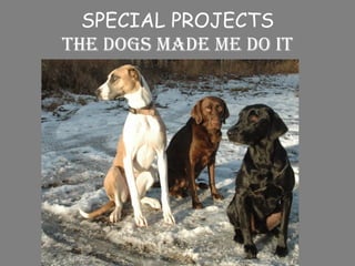 SPECIAL PROJECTS The dogs made me do it 