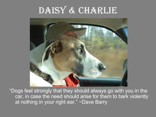 Daisy & Charlie “ Dogs feel strongly that they should always go with you in the car, in case the need should arise for them to bark violently at nothing in your right ear.” ~Dave Barry 