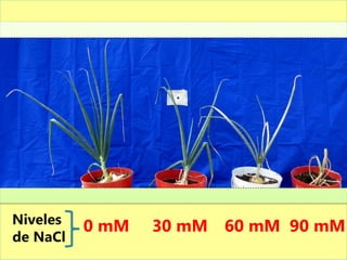Niveles   0 mM   30 mM 60 mM 90 mM
de NaCl
 