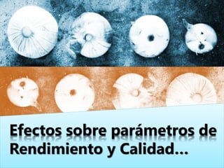 Efectos sobre parámetros de
Rendimiento y Calidad…
 