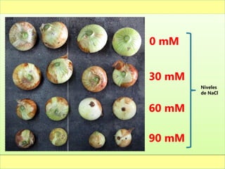 0 mM


30 mM
        Niveles
        de NaCl


60 mM

90 mM
 