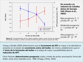De acuerdo a la
                                                                                            industria de Cebollas
                                                                                            dulces de Georgia
                                                                                            USA (Pozzo et al.,
                                                                                            2005):

                                                                                            Baja pungencia: 0 - 3
                                                                                            µmoles AP · g-1 PF

                                                                                            Moderada pungencia:
                                                                                            3 - 7 µmoles AP · g-1
                                                                                            PF

                                                                                            Alta pungencia: > 7
                                                                                            µmoles AP · g-1 PF
   Figura 11. Comportamiento de los sólidos solubles totales y acido piruvico en plantas
   de cebolla sometidas a niveles crecientes de NaCl respecto al día de cosecha (87 ddt).



Chang y Randle (2005) determinaron que el incremento de SST es mayor si la salinidad se
presenta en el estado de crecimiento activo del bulbo. Así mismo, establecieron que en
el inicio de la formación del bulbo es la etapa de mayor susceptibilidad para la
reducción de APT.

Otros factores determinantes pungencia: suelos, niveles de azufre, poscosecha, forma del
bulbo, entre otros (Hamilton et al., 1999; Ortega y Pérez, 2003).
 