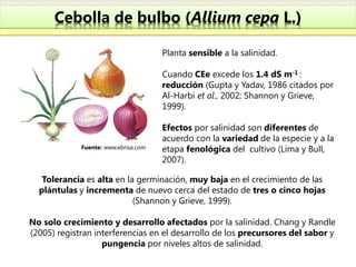 Cebolla de bulbo (Allium cepa L.)

                                      Planta sensible a la salinidad.

                                      Cuando CEe excede los 1.4 dS m-1 :
                                      reducción (Gupta y Yadav, 1986 citados por
                                      Al-Harbi et al., 2002; Shannon y Grieve,
                                      1999).

                                      Efectos por salinidad son diferentes de
                                      acuerdo con la variedad de la especie y a la
             Fuente: www.ebrisa.com   etapa fenológica del cultivo (Lima y Bull,
                                      2007).

   Tolerancia es alta en la germinación, muy baja en el crecimiento de las
  plántulas y incrementa de nuevo cerca del estado de tres o cinco hojas
                           (Shannon y Grieve, 1999).

No solo crecimiento y desarrollo afectados por la salinidad. Chang y Randle
(2005) registran interferencias en el desarrollo de los precursores del sabor y
                   pungencia por niveles altos de salinidad.
 