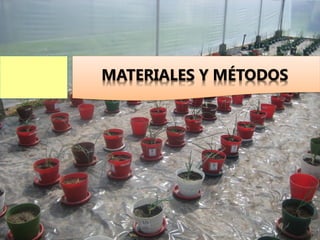 MATERIALES Y MÉTODOS
 