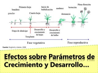 Fuente: Dogliotti y Galván, 2008




 Efectos sobre Parámetros de
 Crecimiento y Desarrollo…
 