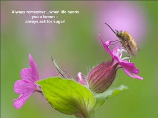 Always rememberwhen life hands you a lemon C  always ask for sugar! 