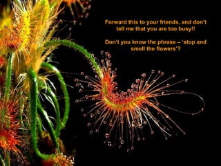 Forward this to your friends, and dont tell me that you are too busy!! Dont you know the phrase C stop and smell the flowers? 