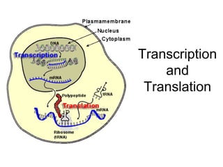 Transcription
and
Translation
 