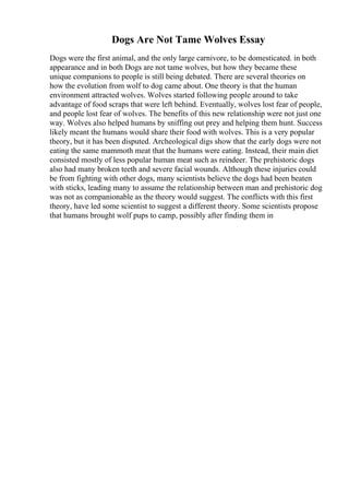 Dogs Are Not Tame Wolves Essay
Dogs were the first animal, and the only large carnivore, to be domesticated. in both
appearance and in both Dogs are not tame wolves, but how they became these
unique companions to people is still being debated. There are several theories on
how the evolution from wolf to dog came about. One theory is that the human
environment attracted wolves. Wolves started following people around to take
advantage of food scraps that were left behind. Eventually, wolves lost fear of people,
and people lost fear of wolves. The benefits of this new relationship were not just one
way. Wolves also helped humans by sniffing out prey and helping them hunt. Success
likely meant the humans would share their food with wolves. This is a very popular
theory, but it has been disputed. Archeological digs show that the early dogs were not
eating the same mammoth meat that the humans were eating. Instead, their main diet
consisted mostly of less popular human meat such as reindeer. The prehistoric dogs
also had many broken teeth and severe facial wounds. Although these injuries could
be from fighting with other dogs, many scientists believe the dogs had been beaten
with sticks, leading many to assume the relationship between man and prehistoric dog
was not as companionable as the theory would suggest. The conflicts with this first
theory, have led some scientist to suggest a different theory. Some scientists propose
that humans brought wolf pups to camp, possibly after finding them in
 
