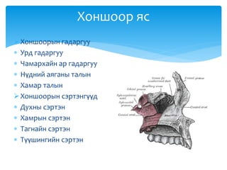 Хоншоор яс
Хоншоорын гадаргуу
 Урд гадаргуу
 Чамархайн ар гадаргуу
 Нүдний аяганы талын
 Хамар талын
Хоншоорын сэртэнгүүд
 Духны сэртэн
 Хамрын сэртэн
 Тагнайн сэртэн
 Түүшингийн сэртэн
 