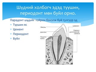 Парадонт шүдийг тойрон бэхэлж буй тулгуур эд
 Түүшин яс
 Цемент
 Периодонт
 Буйл
Шүдний холбогч эдэд түүшин,
периодонт мөн буйл орно.
 