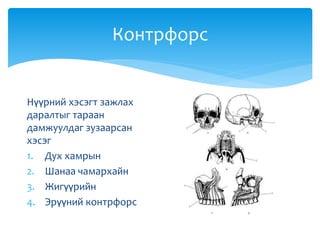 Контрфорс
Нүүрний хэсэгт зажлах
даралтыг тараан
дамжуулдаг зузаарсан
хэсэг
1. Дух хамрын
2. Шанаа чамархайн
3. Жигүүрийн
4. Эрүүний контрфорс
 