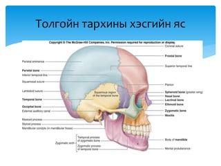 Толгойн тархины хэсгийн яс
 