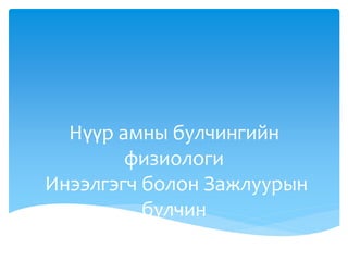 Нүүр амны булчингийн
физиологи
Инээлгэгч болон Зажлуурын
булчин
 