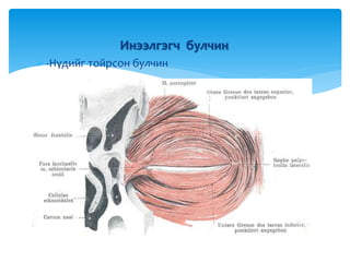 Инээлгэгч булчин
-Нүдийг тойрсон булчин
 