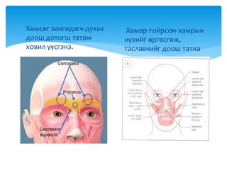  Хөмсөг зангидагч-духыг
доош дотогш татаж
ховил үүсгэнэ.
 Хамар тойрсон-хамрын
нүхийг өргөсгөж,
таславчийг доош татна
 