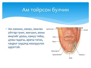 Ам тойрсон булчин
 Ам хамхих, хөхөх, зажлах
уйтгар гуниг, жигшил, амны
өнцгийг доош, хажуу тийш,
дээш гадагш, арагш татах,
хацрыг шүдэнд наалдуулах
үүрэгтэй.
 