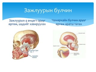Зажлуурын булчин
Зажлуурын 4 өнцөгт-эрүүг
өргөж, шүдийг хавируулах
Чамархайн булчин-эрүүг
өргөж арагш татах
 