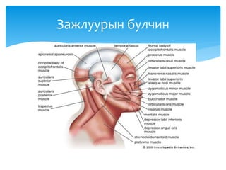 Зажлуурын булчин
 