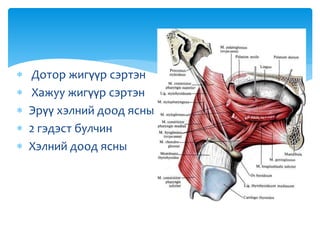 Дотор жигүүр сэртэн
 Хажуу жигүүр сэртэн
 Эрүү хэлний доод ясны
 2 гэдэст булчин
 Хэлний доод ясны
 