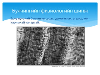 Эрүү нүүрний булчин нь сэрэх, дамжуулах, агших, уян
харимхай чанартай.
Булчингийн физиологийн шинж
 