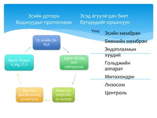 Эсийн доторх
бодисуудыг-протоплазм
Ус-эсийн 70-
85%
уураг-бүтэц,
ион
нэвтрүүлэх
Нүүрс ус-
энергийн
эх үүсвэр
Өөх тос-
фосфолипид,
холестрол
Эрдэс бодис-
K,Mg, P, S
Үүнд
Эсийн мембран
Бөөмийн мембран
Эндоплазмын
хүүдий
Гольджийн
аппарат
Митохондри
Лизосом
Центроль
Эсэд агуулагдах биет
бүтцүүдийг-оршихуун
 