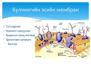  Тусгаарлах
 Нэвчилт саатуулах
 Бодисын конц ялгавар
 Цахилгаан цочруул
болгох
Булчингийн эсийн мембран
 