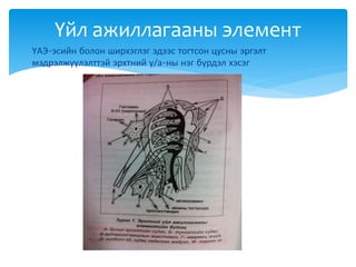  ҮАЭ-эсийн болон ширхэглэг эдээс тогтсон цусны эргэлт
мэдрэлжүүлэлттэй эрхтний ү/а-ны нэг бүрдэл хэсэг
Үйл ажиллагааны элемент
 
