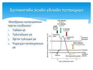 Булчингийн эсийн үйлийн потенциал
Мембраны потенциалын
түргэн хэлбэлзэл
1. Тайван үе
2. Туйлгүйших үе
3. Эргэн туйлших үе
4. Үлдэгдэл потенциалын
үе
 