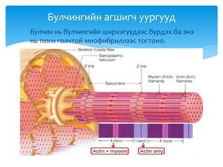  Булчин нь булчингийн ширхэгүүдээс бүрдэх ба энэ
нь 1мкм голчтой миофибриллээс тогтоно.
Булчингийн агшигч уургууд
 