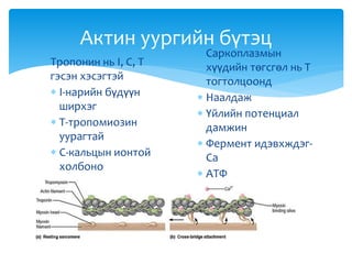 Актин уургийн бүтэц
Тропонин нь I, C, T
гэсэн хэсэгтэй
 I-нарийн бүдүүн
ширхэг
 Т-тропомиозин
уурагтай
 С-кальцын ионтой
холбоно
 Саркоплазмын
хүүдийн төгсгөл нь Т
тогтолцоонд
 Наалдаж
 Үйлийн потенциал
дамжин
 Фермент идэвхждэг-
Са
 АТФ
 