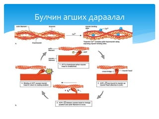 Булчин агших дараалал
 