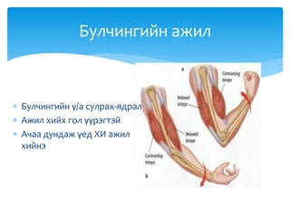 Булчингийн ажил
 Булчингийн ү/а сулрах-ядрал
 Ажил хийх гол үүрэгтэй
 Ачаа дундаж үед ХИ ажил
хийнэ
 