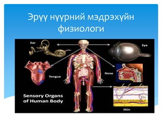 Эрүү нүүрний мэдрэхүйн
физиологи
 