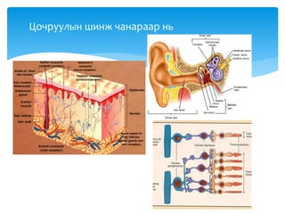 Цочруулын шинж чанараар нь
 