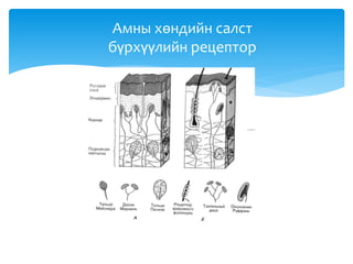 Амны хөндийн салст
бүрхүүлийн рецептор
 
