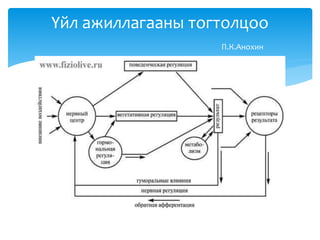 Үйл ажиллагааны тогтолцоо
П.К.Анохин
 