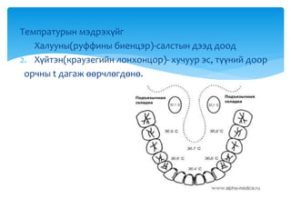 Темпратурын мэдрэхүйг
1. Халууны(руффины биенцэр)-салстын дээд доод
2. Хүйтэн(краузегийн лонхонцор)- хучуур эс, түүний доор
орчны t дагаж өөрчлөгдөнө.
 