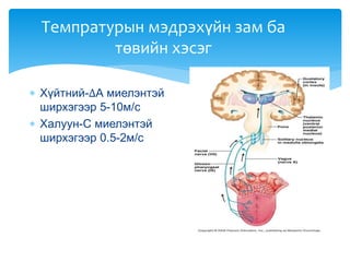 Темпратурын мэдрэхүйн зам ба
төвийн хэсэг
 Хүйтний-∆А миелэнтэй
ширхэгээр 5-10м/с
 Халуун-С миелэнтэй
ширхэгээр 0.5-2м/с
 