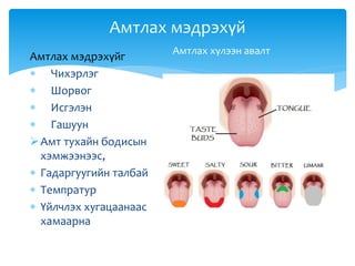 Амтлах мэдрэхүй
Амтлах хүлээн авалт
Амтлах мэдрэхүйг
 Чихэрлэг
 Шорвог
 Исгэлэн
 Гашуун
Амт тухайн бодисын
хэмжээнээс,
 Гадаргуугийн талбай
 Темпратур
 Үйлчлэх хугацаанаас
хамаарна
 