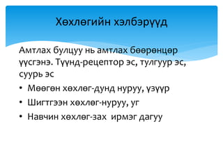 Амтлах булцуу нь амтлах бөөрөнцөр
үүсгэнэ. Түүнд-рецептор эс, тулгуур эс,
суурь эс
• Мөөгөн хөхлөг-дунд нуруу, үзүүр
• Шигтгээн хөхлөг-нуруу, уг
• Навчин хөхлөг-зах ирмэг дагуу
Хөхлөгийн хэлбэрүүд
 